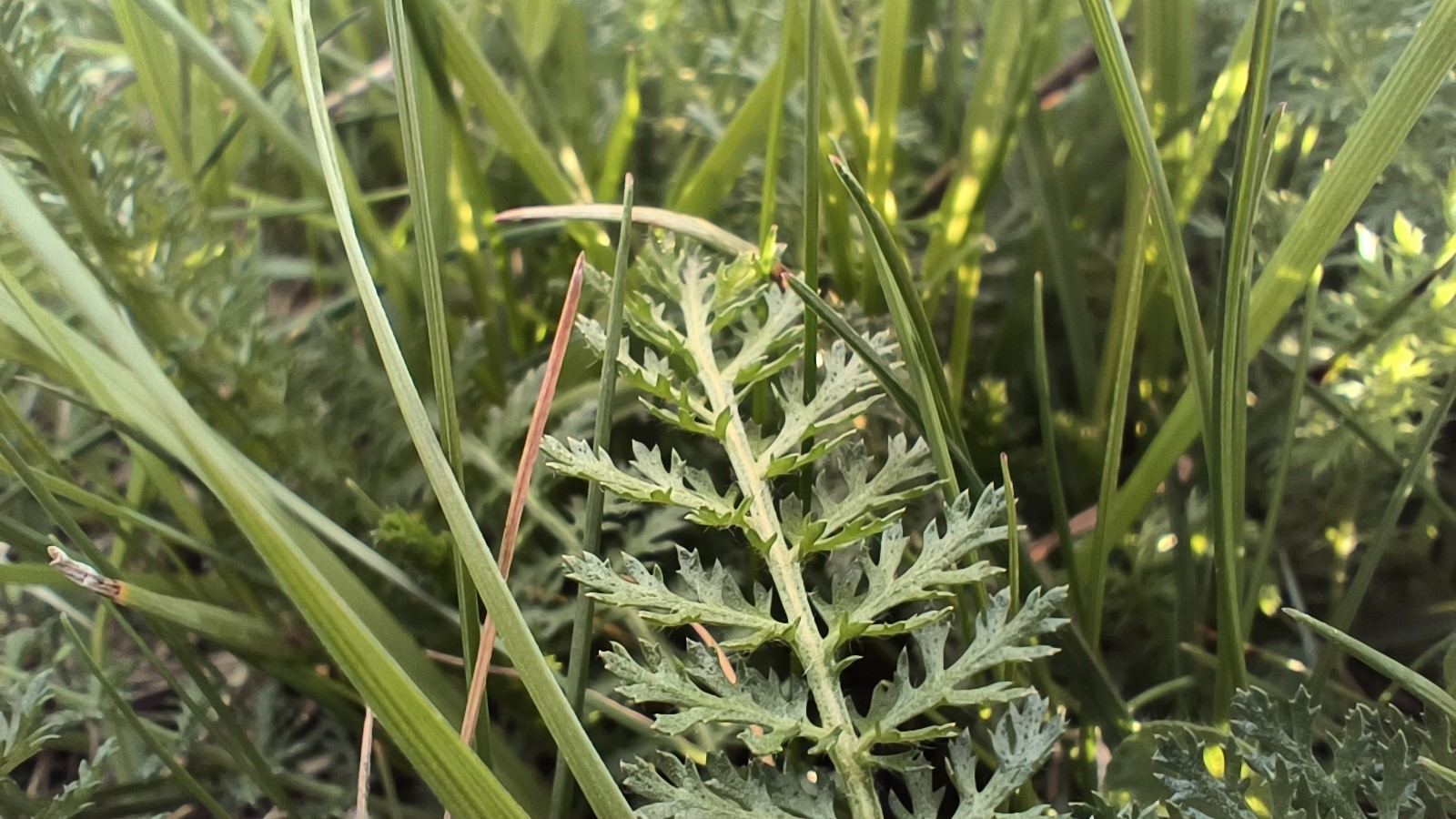 An up close photo of a tiny plant similar ot a small fern